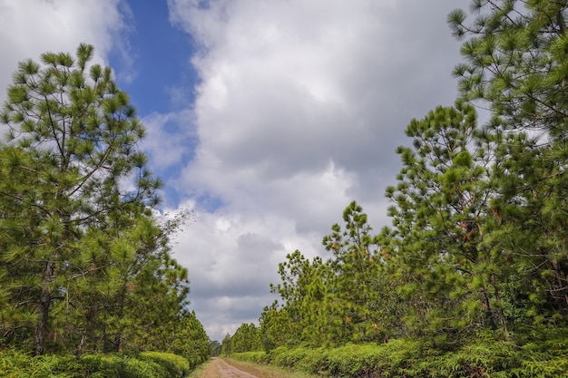 Chemin entre la forêt de pins au sommet du parc national de Phu Kradueng, Thaïlande