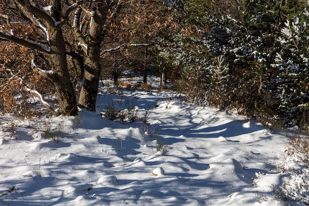 Chemin entre les forêts en automne avec de la neige