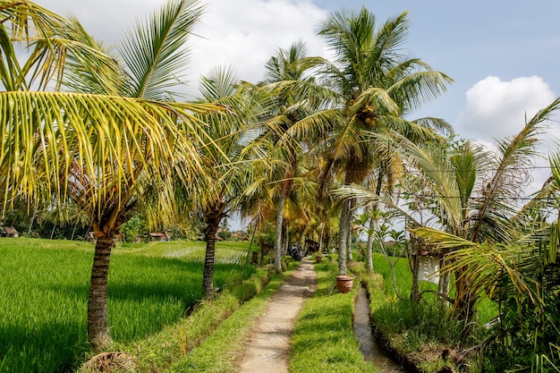 Chemin entre palmiers et rizières.