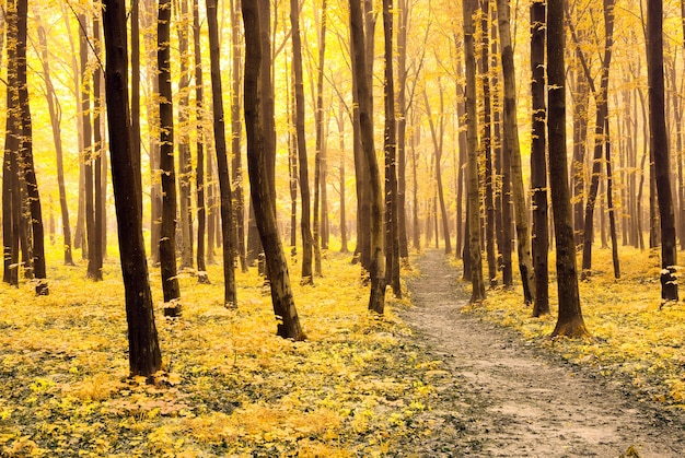 Un chemin est dans la forêt d'automne