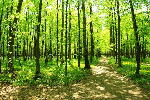 Un chemin est dans la forêt verte