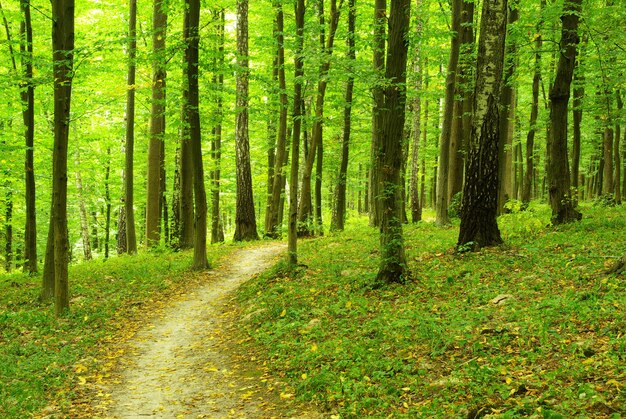 Un chemin est dans la forêt verte