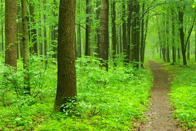 Un chemin est dans la forêt verte