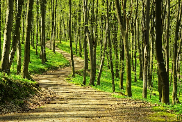 Un chemin est dans la forêt verte