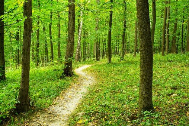 Un chemin est dans la forêt verte