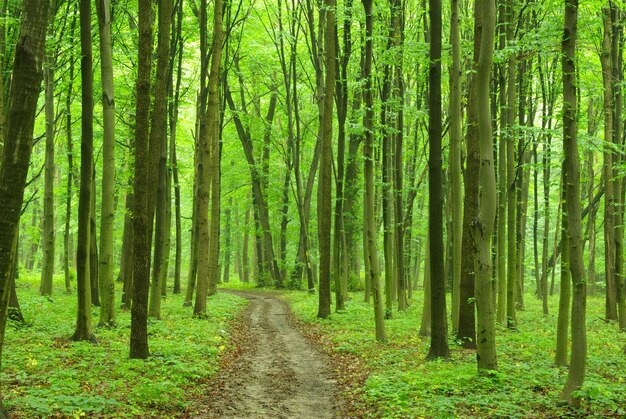 Un chemin est dans la forêt verte