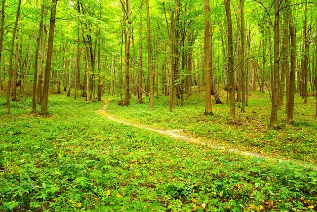 Un chemin est dans la forêt verte