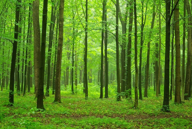 Un chemin est dans la forêt verte