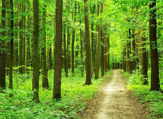 Un chemin est dans la forêt verte