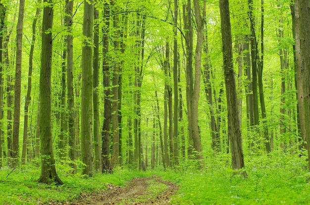 Un chemin est dans la forêt verte