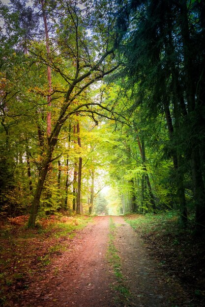 Chemin étonnant dans la forêt en Pologne