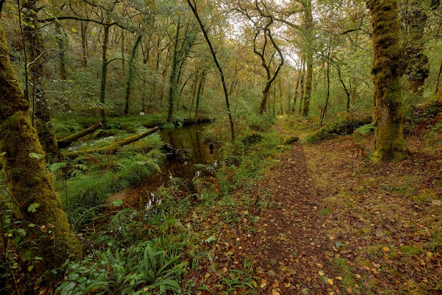 Chemin étroit de feuilles rouges à côté d'une petite rivière au milieu d'une belle forêt dans la région de Galice, Espagne.