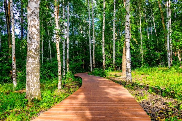 Un chemin fait de planches de bois parmi les bouleaux un jour d'été.