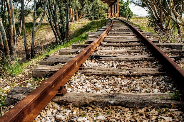 Chemin de fer abandonné avec des arbres sur le concept de voyage des rails rouillés