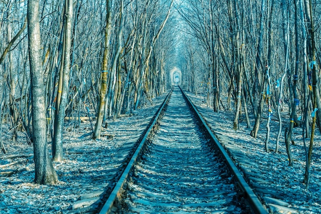 Chemin de fer dans la forêt au début du printemps