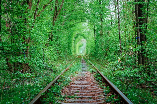 Un chemin de fer dans la forêt de printemps. Tunnel d'Amour, arbres verts et chemin de fer