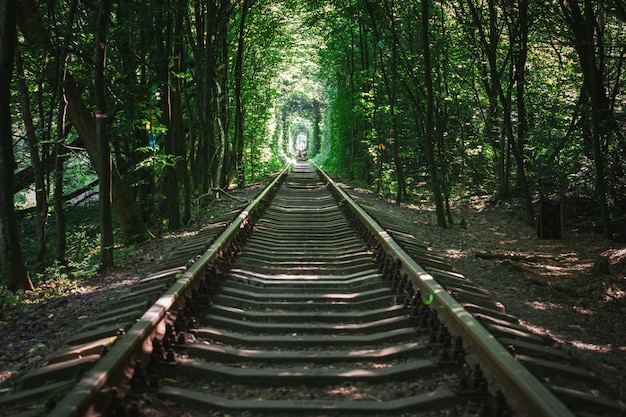 Un chemin de fer dans la forêt de printemps tunnel d&#39;amour