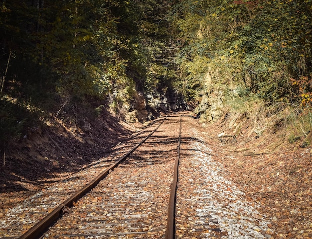 Chemin de fer dans la forêt