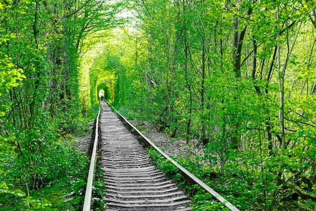 Un Chemin De Fer Dans Le Tunnel De L'amour De La Forêt Printanière