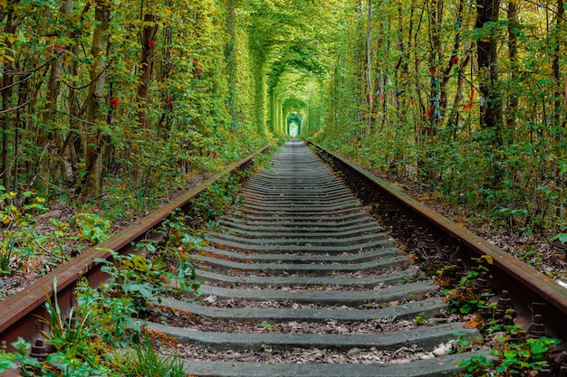 Un chemin de fer dans le tunnel de l'amour de la forêt printanière