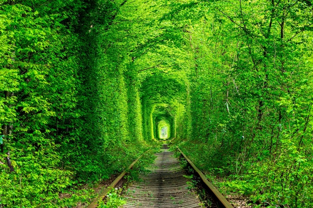 Un chemin de fer dans le tunnel de l'amour de la forêt printanière