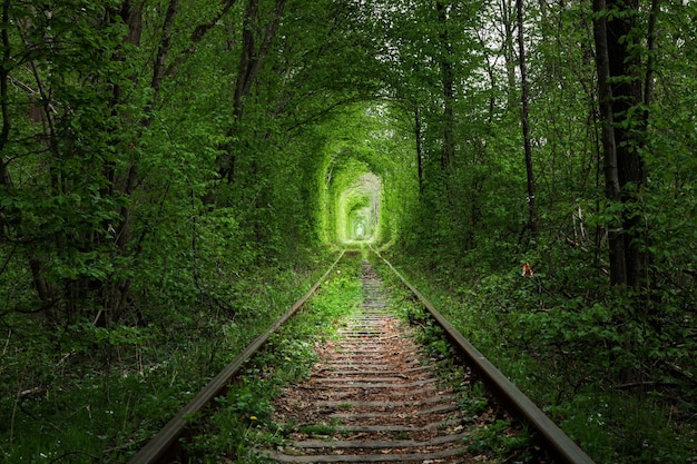 Un chemin de fer dans le tunnel de l'amour de la forêt printanière