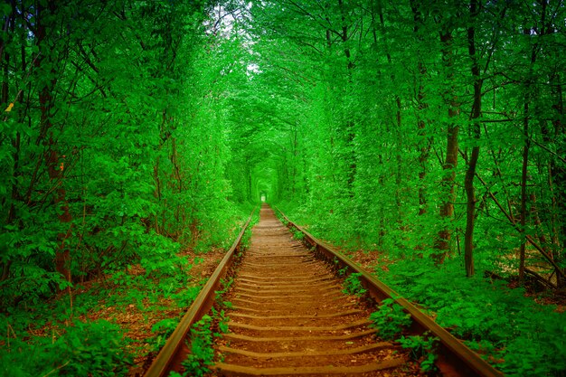 Un chemin de fer dans le tunnel de la forêt de printemps de l'amour