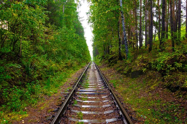 Un chemin de fer passant à travers la forêt.