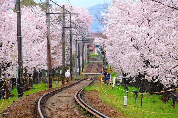 Chemin de fer avec sakura