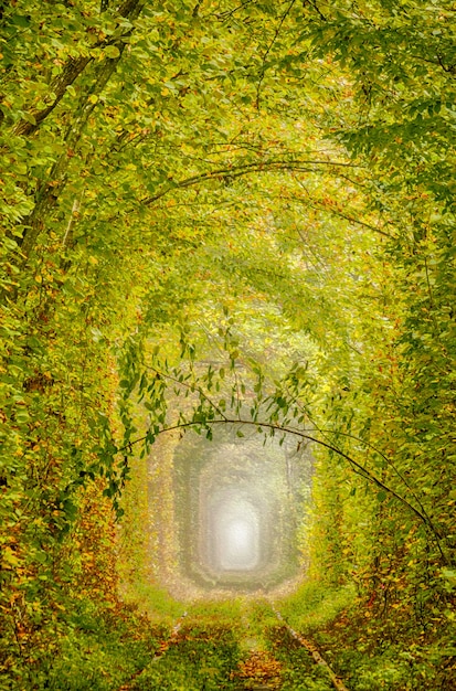 Chemin de fer à voie unique à travers la forêt d'automne