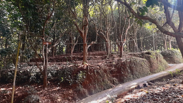 Le chemin de la ferme