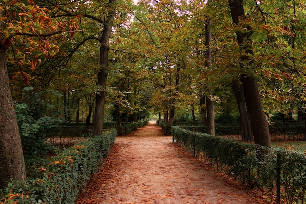 Chemin des feuilles d'automne tombées dans un parc. Mise au point sélective.