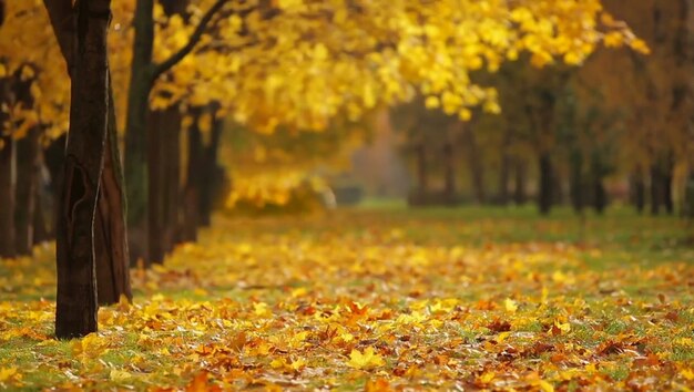 Un chemin avec des feuilles dessus et un arbre en arrière-plan