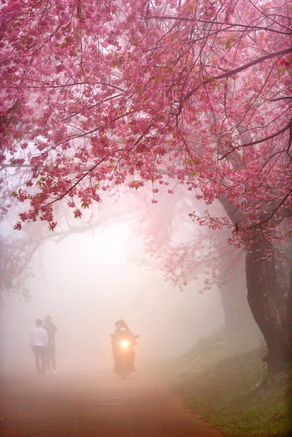 Chemin de fleurs de cerisier rose à travers une belle route en journée brumeuse