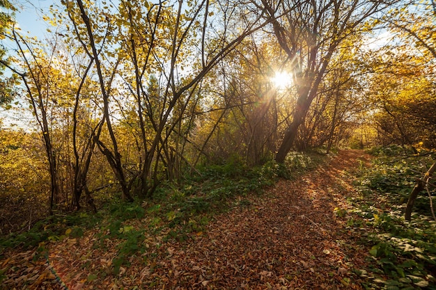 Photo chemin forestier d'automne avec de belles couleurs des montagnes des carpates ukraine