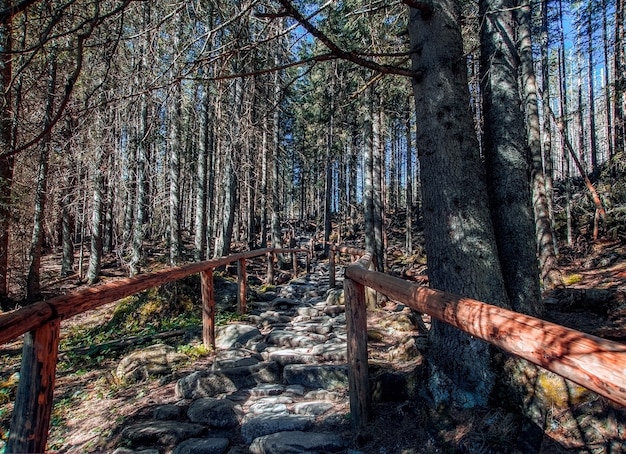 Photo chemin forestier avec balustrade en bois qui monte