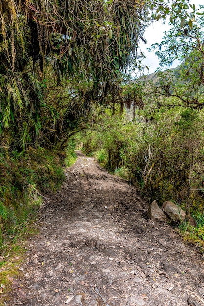 Chemin forestier dans la jungle envahie de plantes