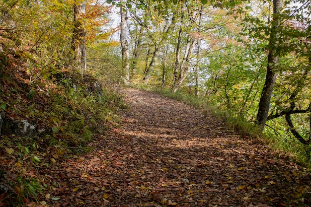 Chemin forestier et feuilles d'automne