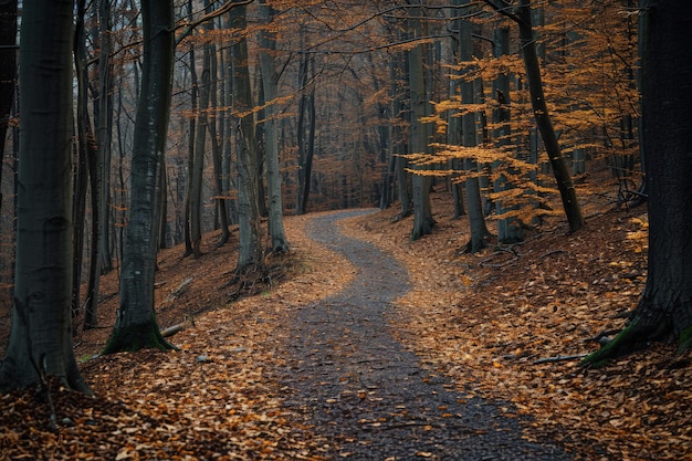 Chemin forestier avec feuilles mortes