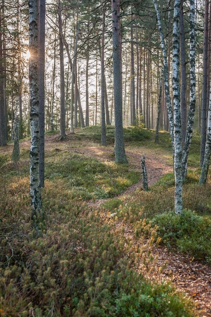 Chemin forestier idyllique avec des airelles et de la mousse au sol et des rayons de soleil entre de grands sapins