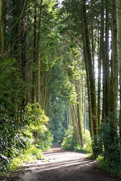 Un chemin forestier magnifique et isolé avec des arbres