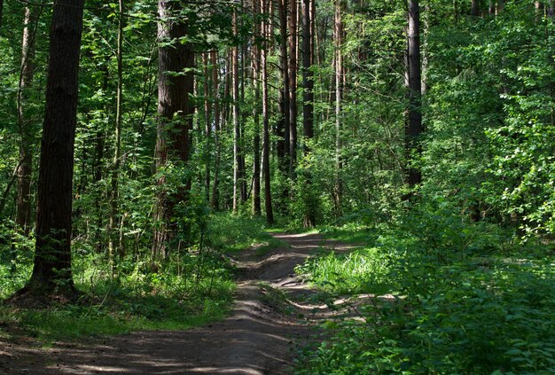 Chemin forestier sur un matin ensoleillé de juin Région de Moscou Russie