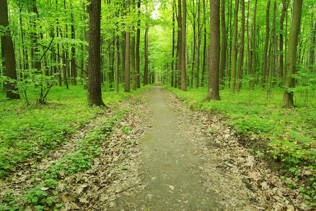 Chemin forestier le matin