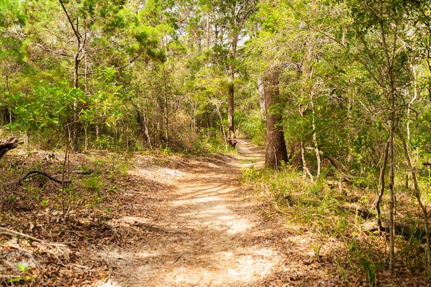 Chemin forestier pendant la journée en été dans le concept de la nature du parc national