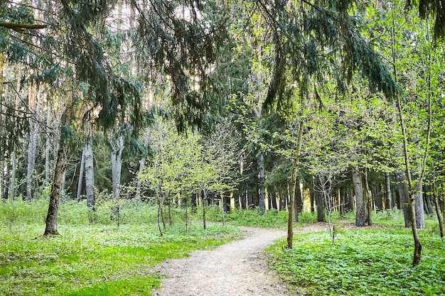 Chemin forestier pour la randonnée parmi les arbres Concept de loisirs en plein air Jour d'été ou de printemps