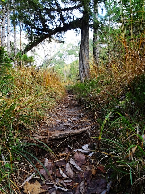 Photo chemin forestier sous un arbre