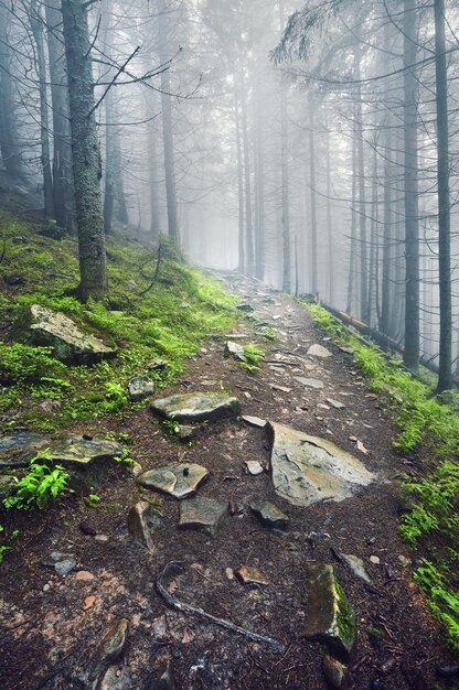 Chemin forestier à travers un brouillard léger et une ligne de fougères