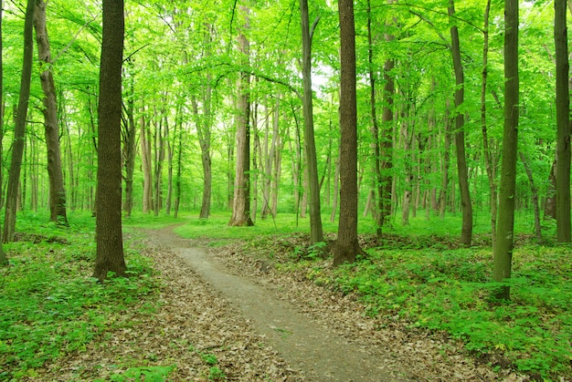 Chemin forestier