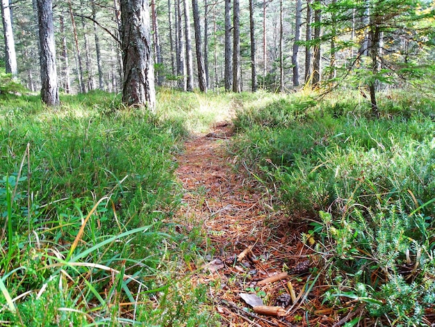 Photo chemin forestier