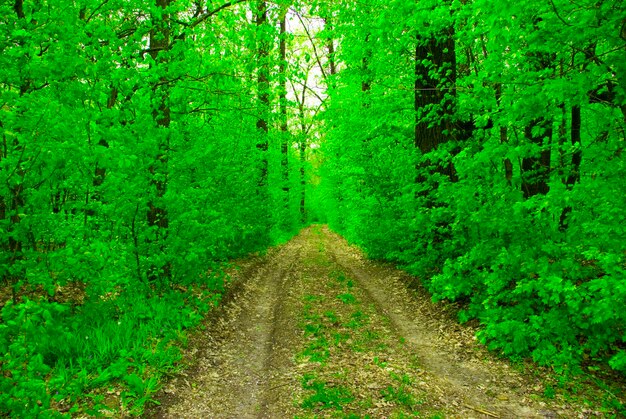 chemin forestier